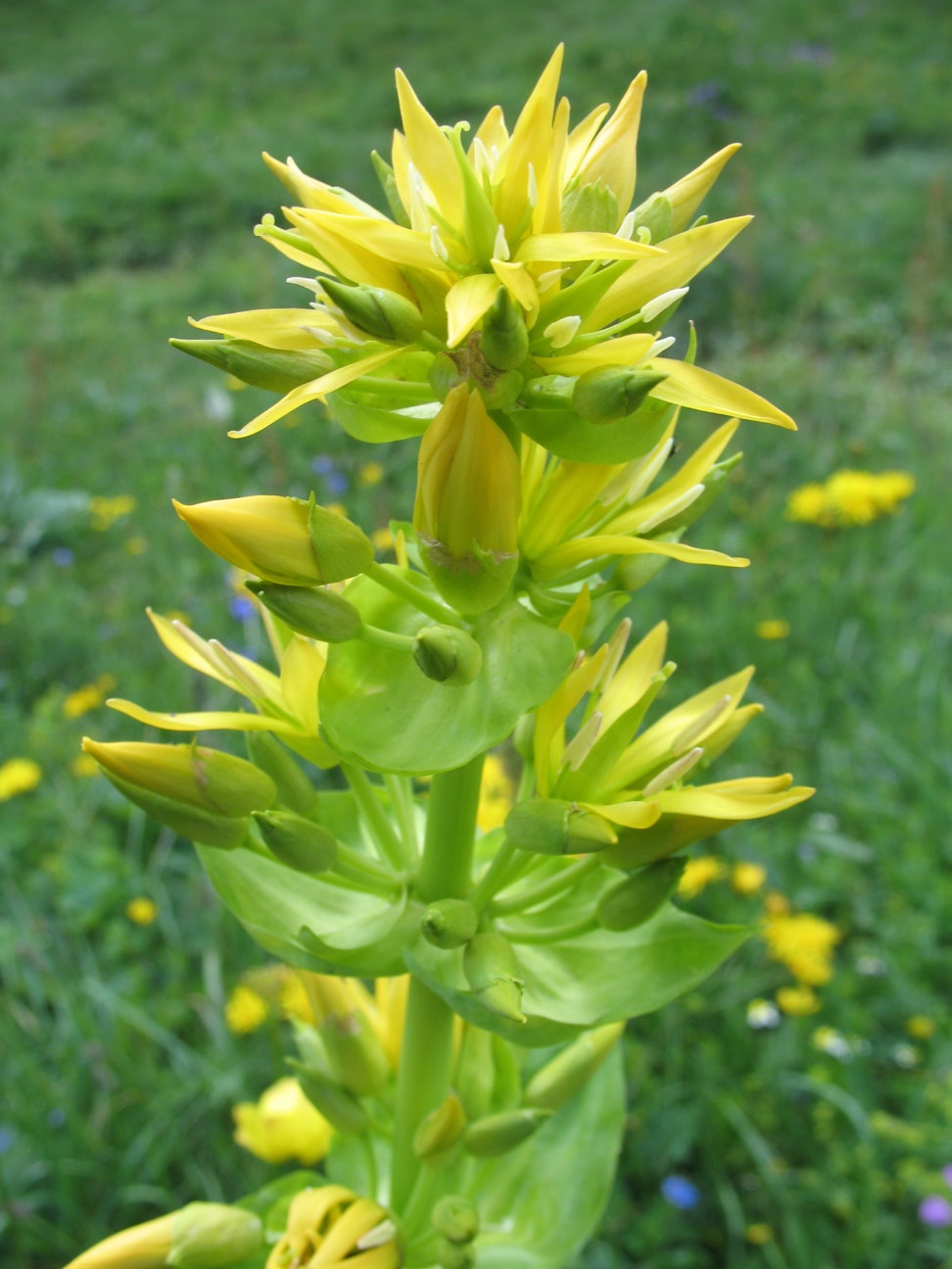 Gentiane en fleur