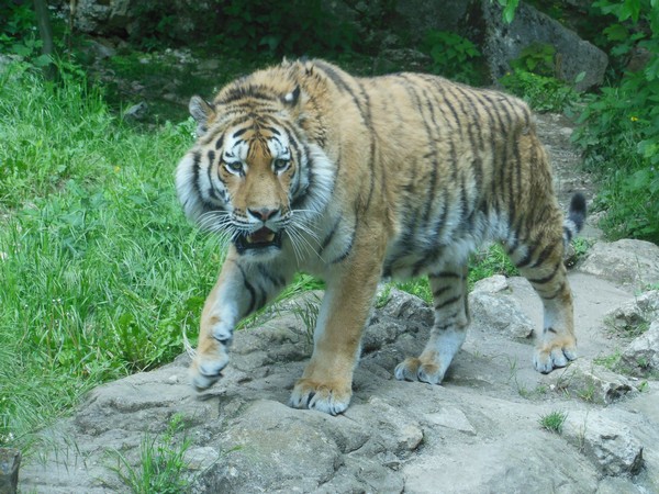 der Tiger der Tiger